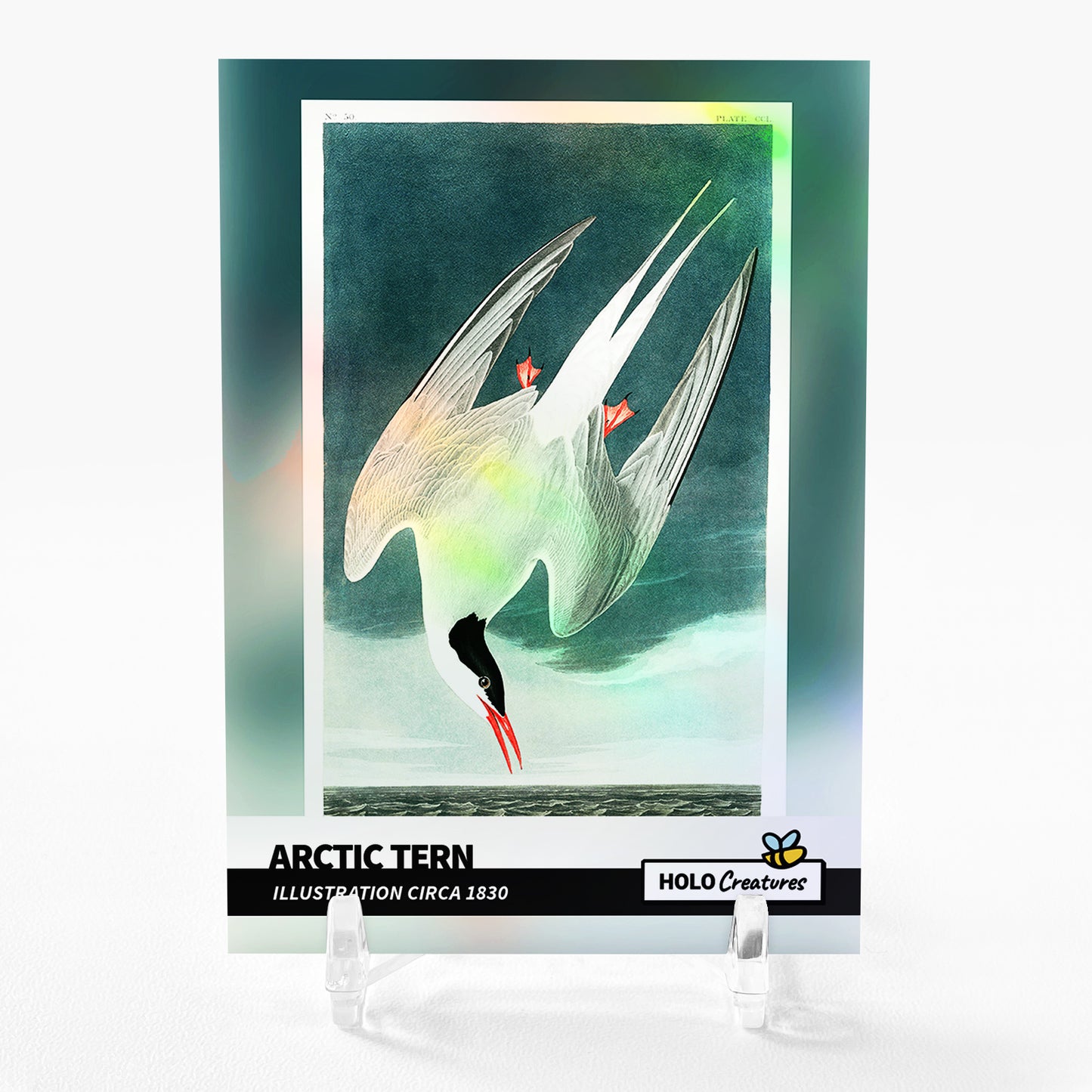 ARCTIC TERN Illustration circa 1830 Card 2023 GleeBeeCo Holographic #ACLD