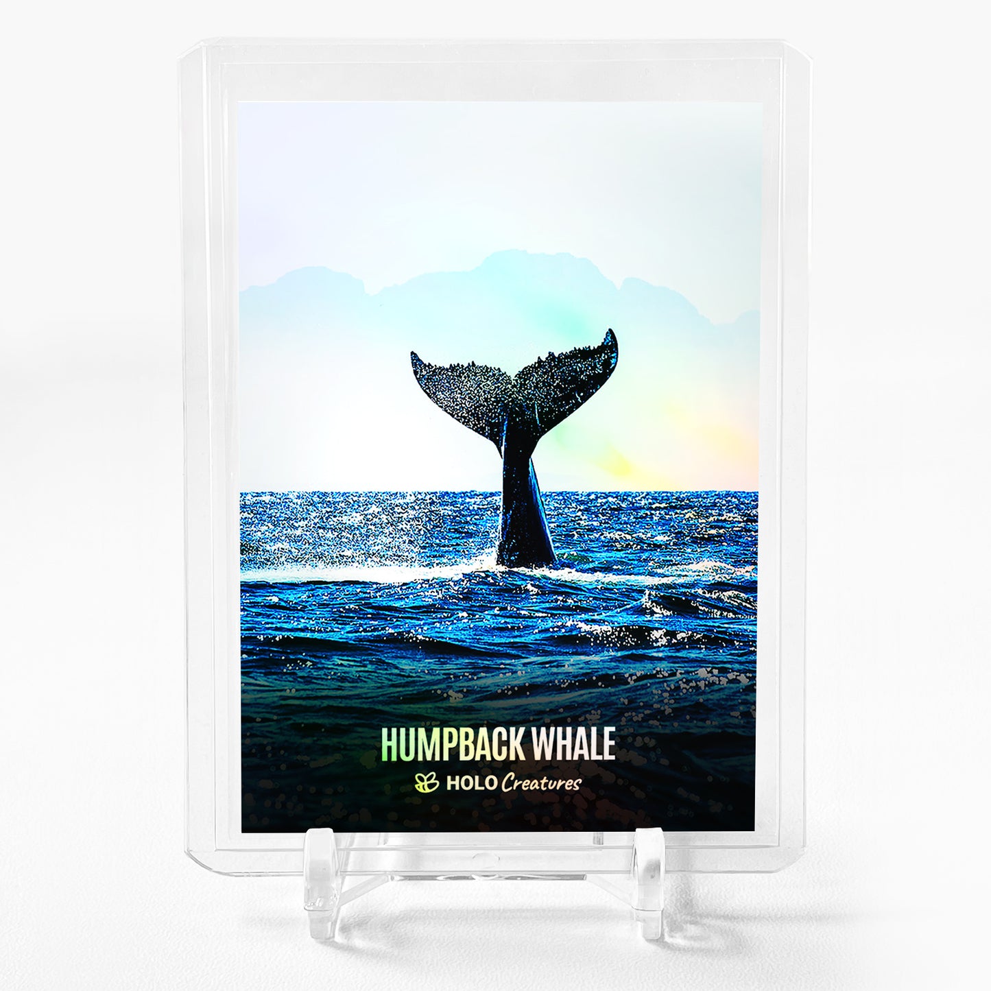 HUMPBACK WHALE TAIL South Africa Photo Card Holo Creatures 2023 GleeBeeCo #HMST