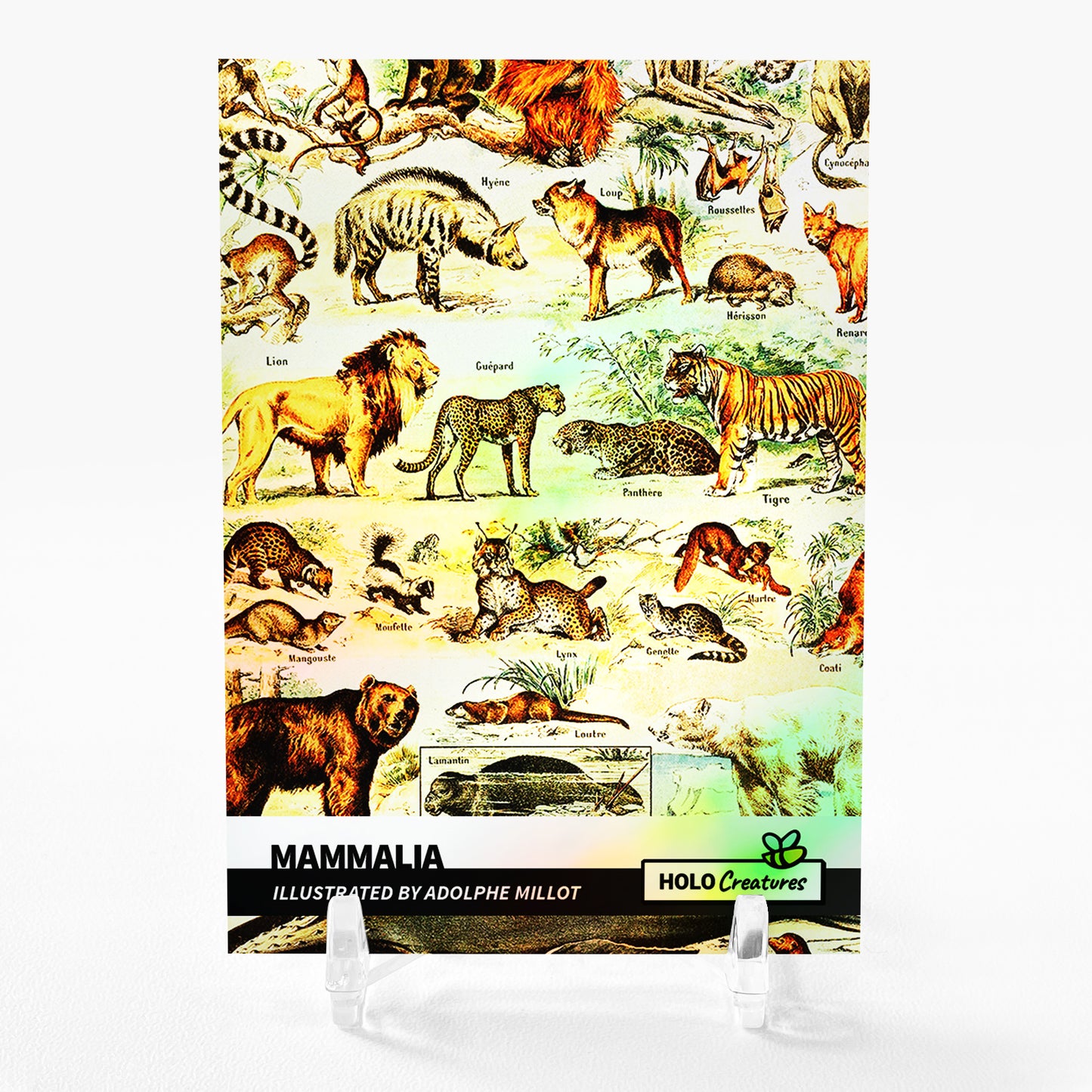 MAMMALIA Illustrated by Adolphe Millot Card 2023 GleeBeeCo Holographic #MML3