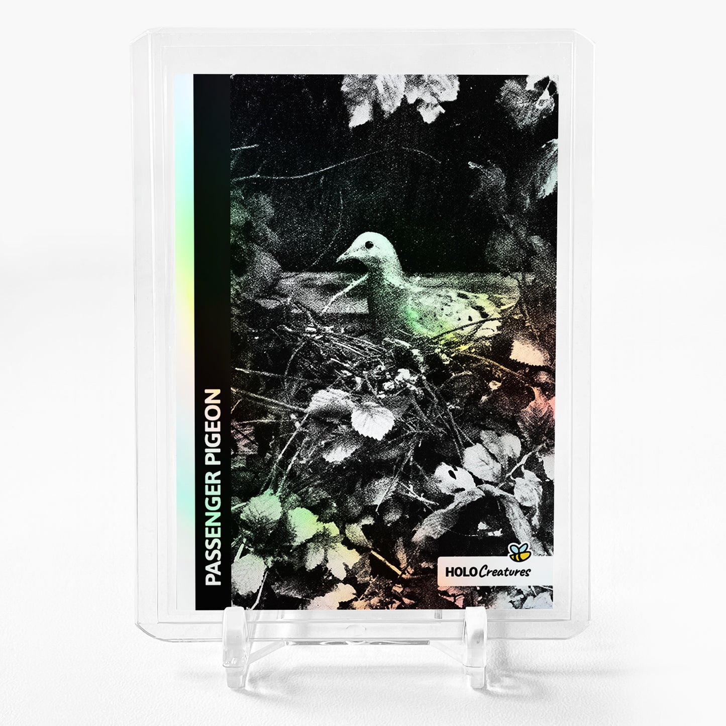 PASSENGER PIGEON Nesting