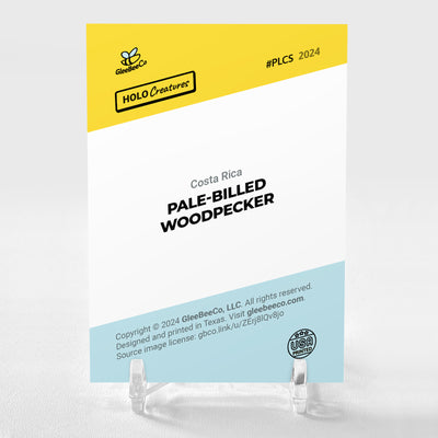 PALE-BILLED WOODPECKER Costa Rica Photo Card 2024 GleeBeeCo Holographic #PLCS