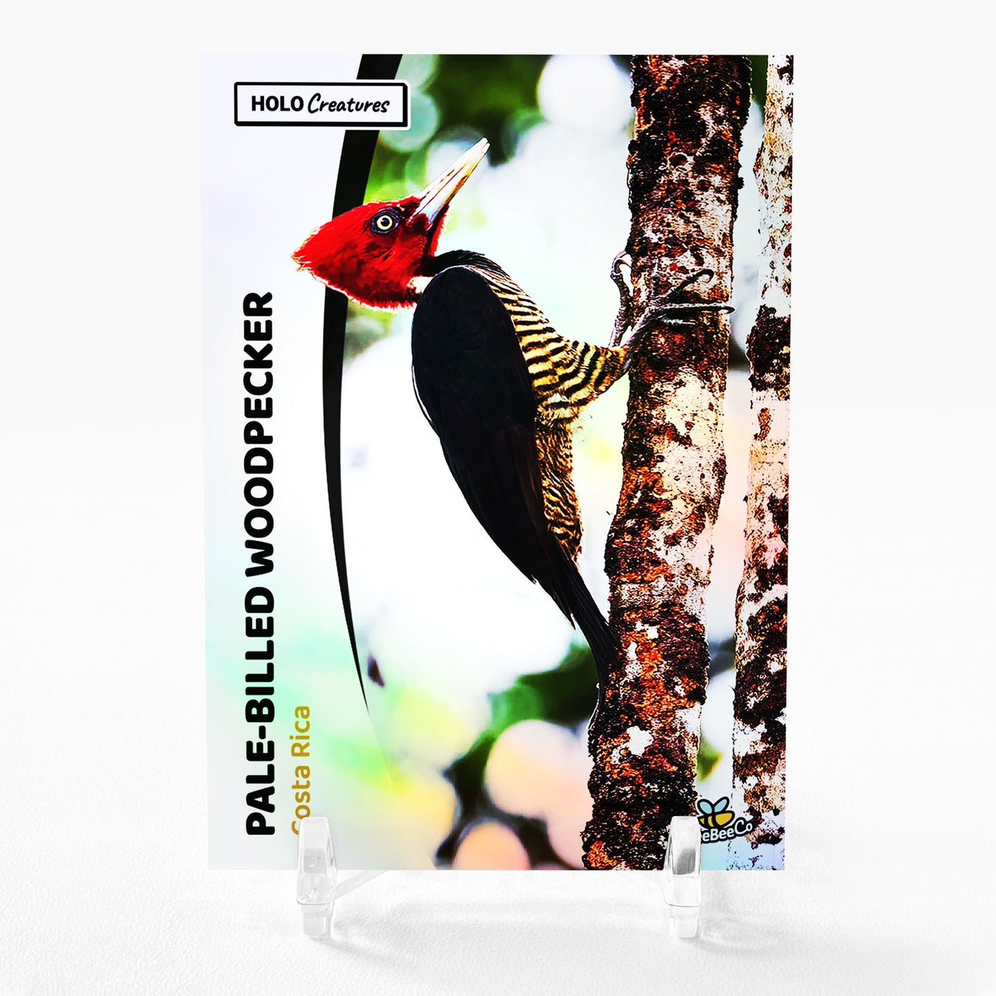 PALE-BILLED WOODPECKER Costa Rica Photo Card 2024 GleeBeeCo Holographic #PLCS