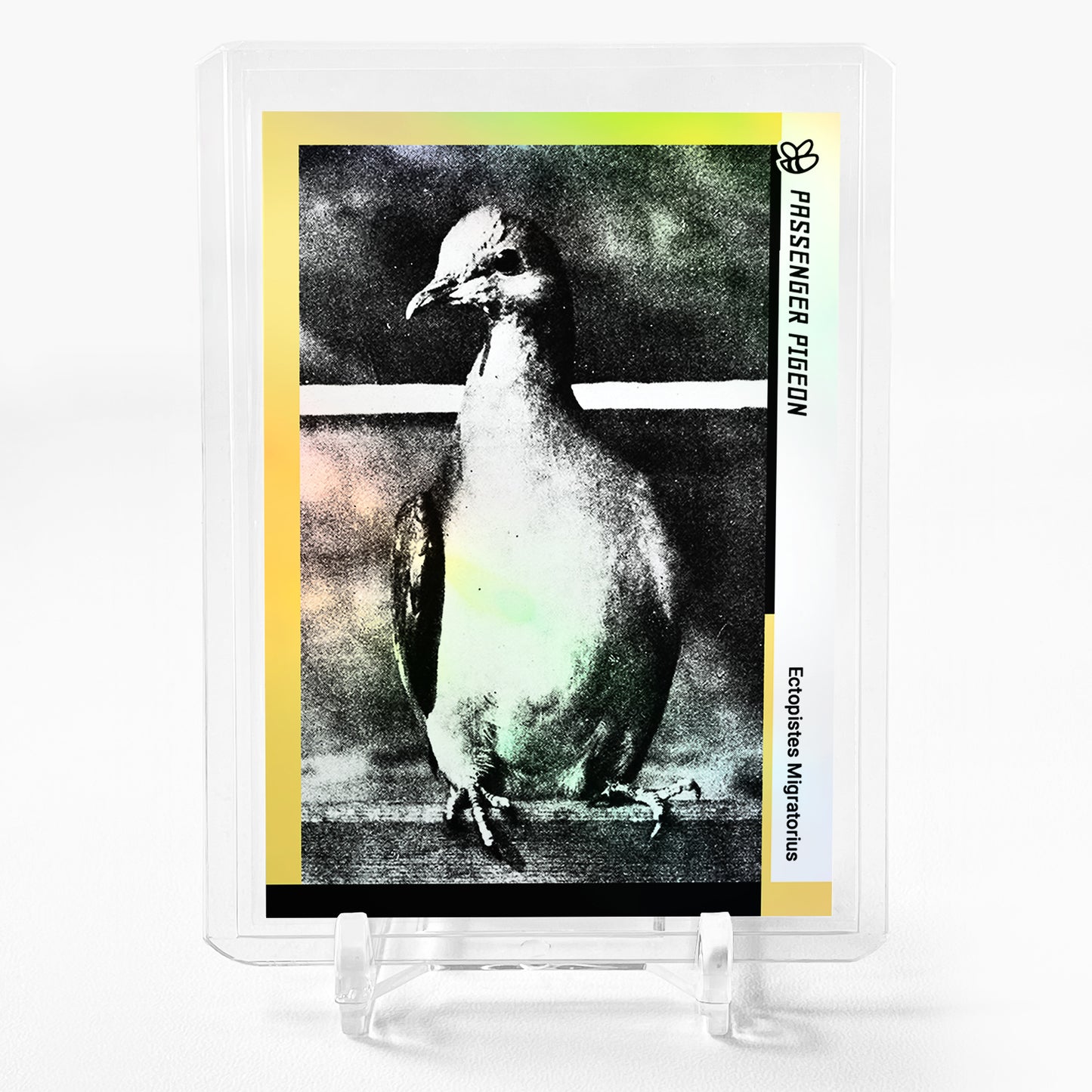 PASSENGER PIGEON Ectopistes Migratorius Card 2024 GleeBeeCo Holographic #PST7