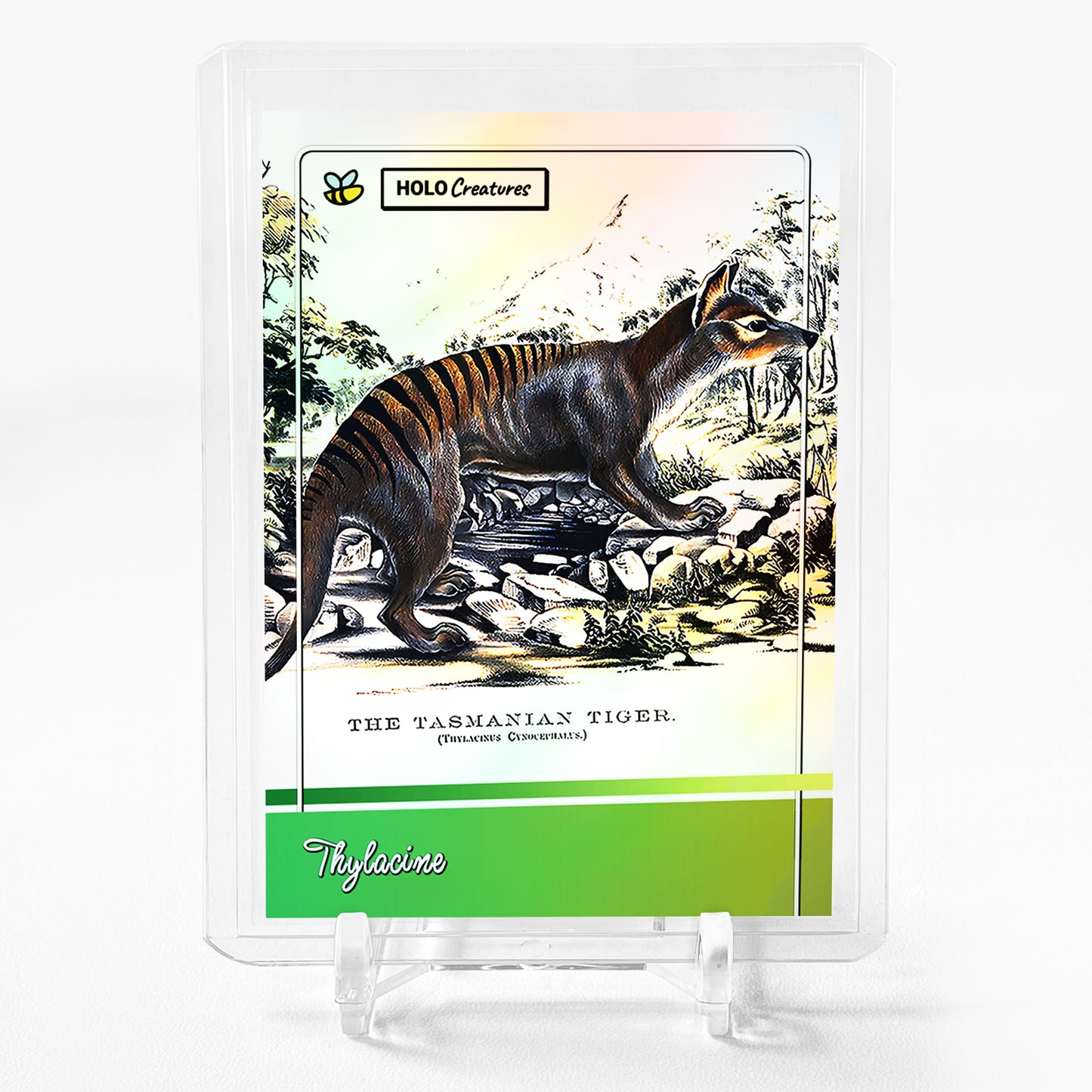 THE TASMANIAN TIGER Mammals of Australia Thylacine Lithograph Card GBC #THMM