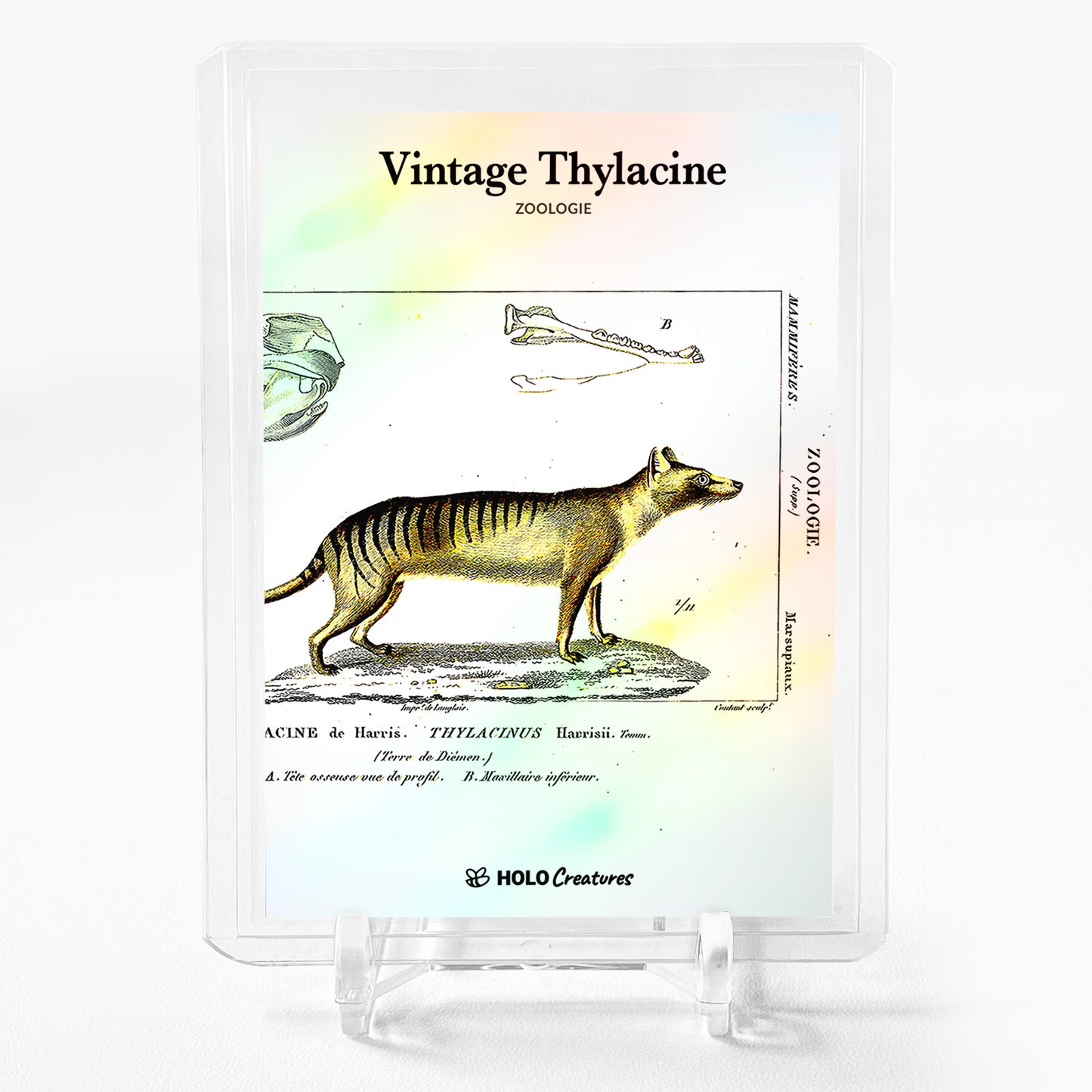 VINTAGE THYLACINE Holographic Card GBC Holo Creatures (Tasmanian Tiger) #VNZL