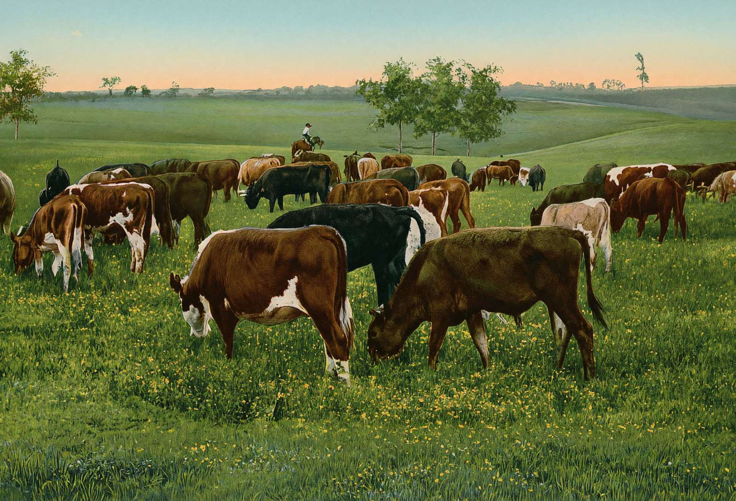 Cattle Grazing in 1906 Vintage Print (7 Sizes) - High Quality
