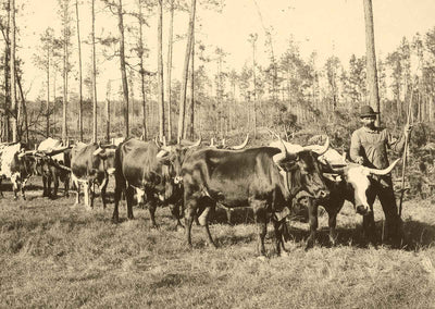 From Forest to Mill in Mobile, Alabama 1906 Vintage Print (7 Sizes) - Retouched