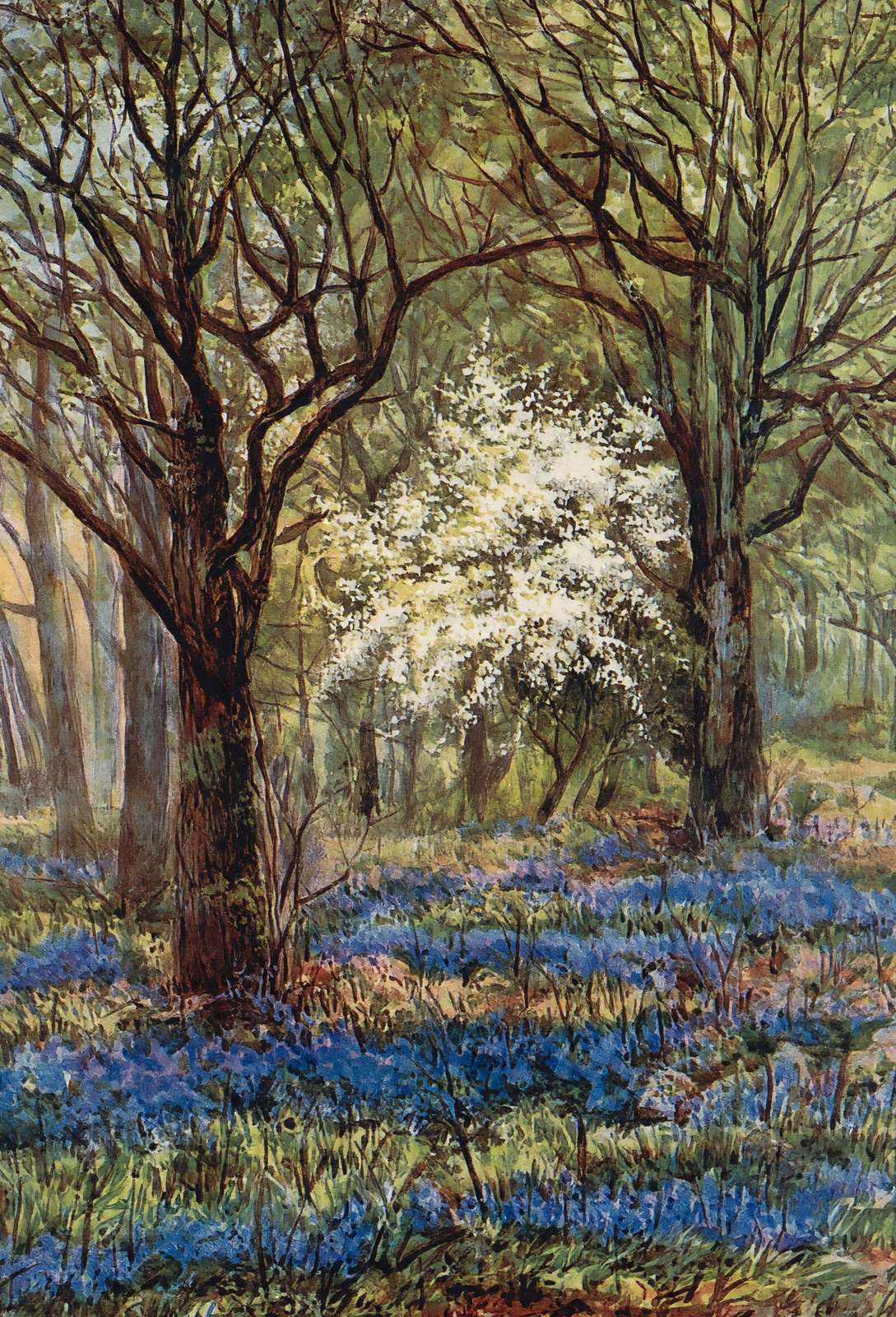 Bluebells in May New Forest in 1906 Vintage Print (7 Sizes) - Reproduction