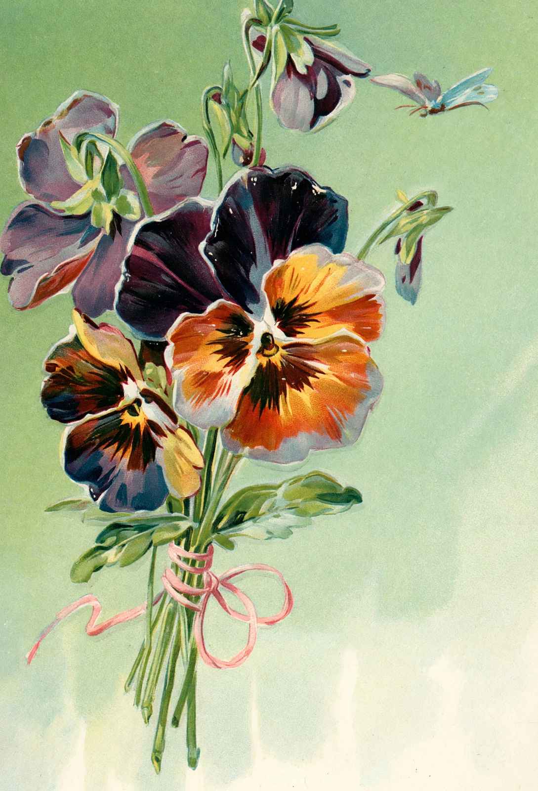Pansies Tied with Pink Ribbon in 1907 Vintage Print (7 Sizes) - Restored
