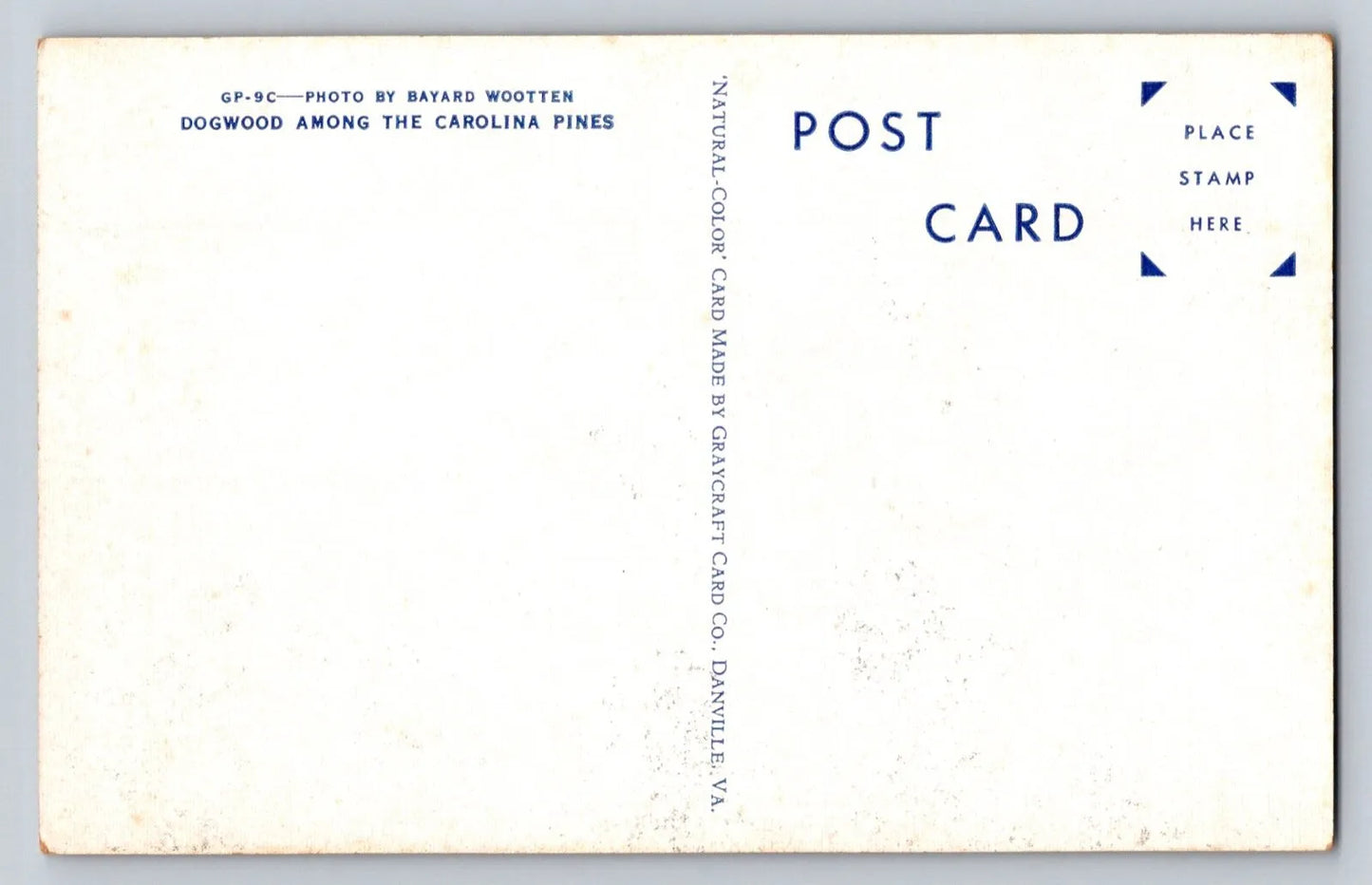 Dogwood Among the Carolina Pines Vintage Postcard