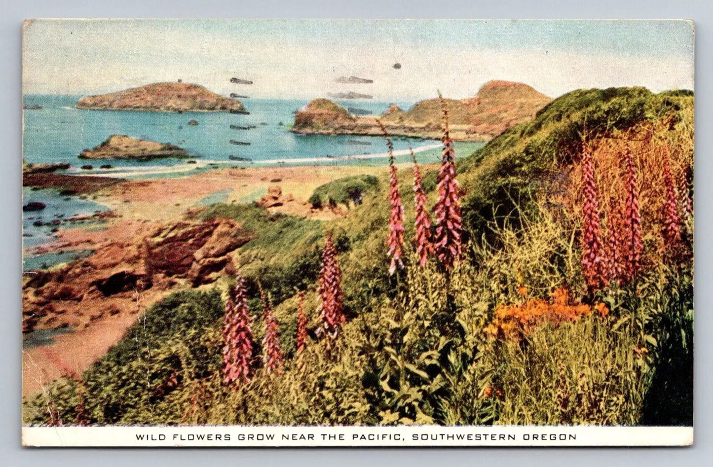 Wild Flowers Grow Near the Pacific, Southwestern Oregon Vintage Postcard