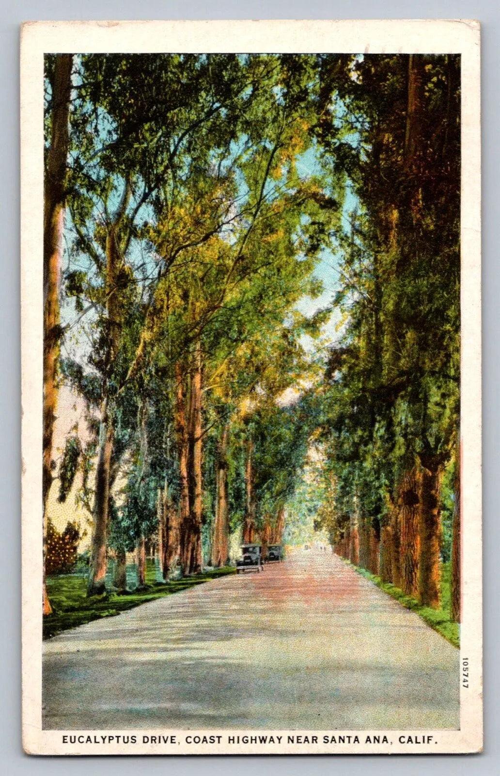 Eucalyptus Drive. Coast Highway Near Santa Ana, Calif. (California) Postcard