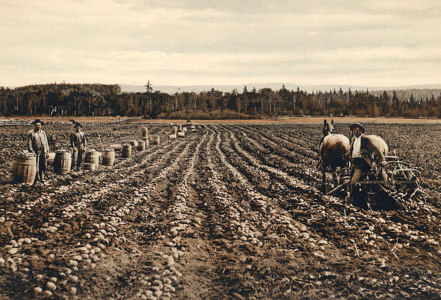 Potato Field Fort Fairfield Maine in 1905 Vintage Print (7 Sizes) - Acid Free