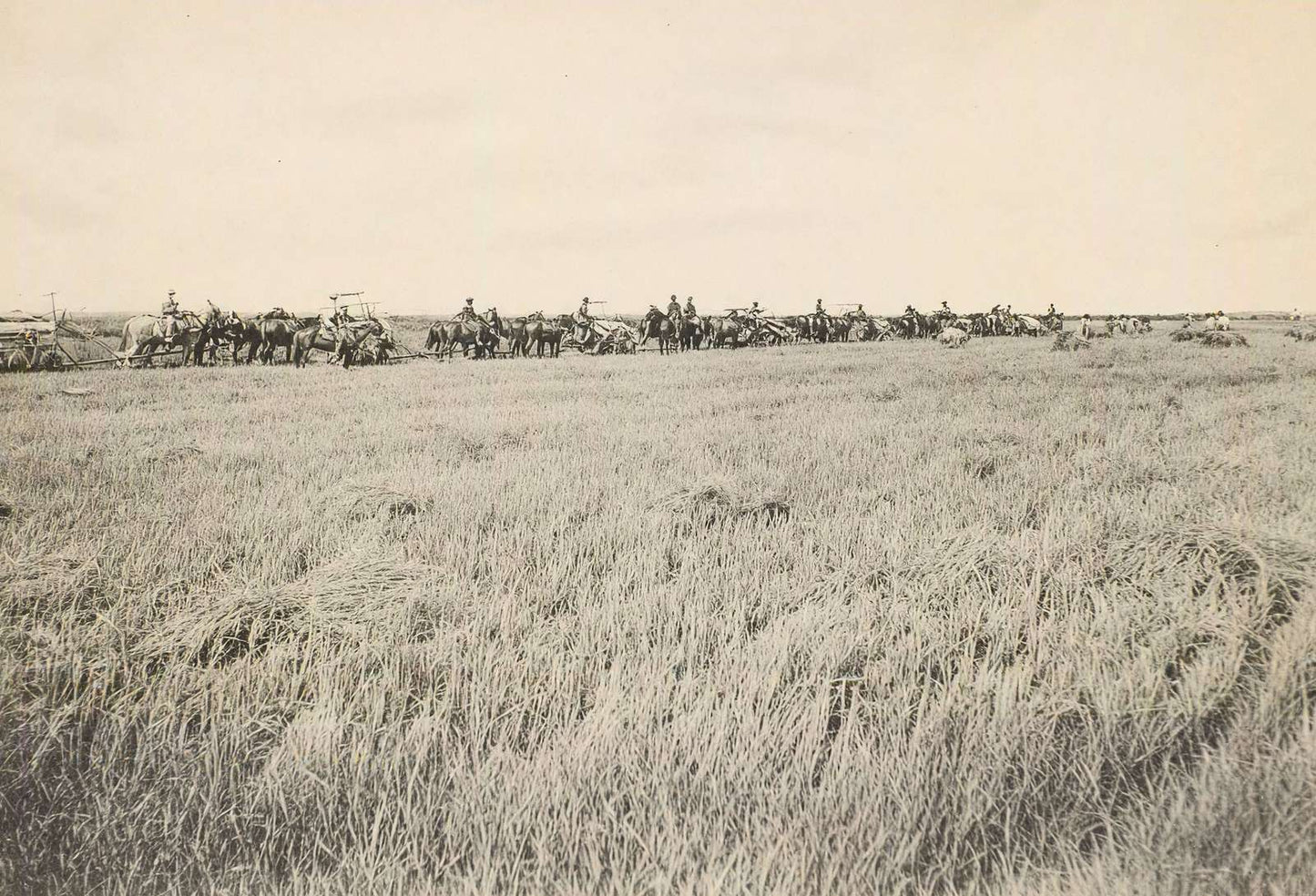 Rice Farm Beaumont in 1907 Vintage Print (7 Sizes) - Reproduction