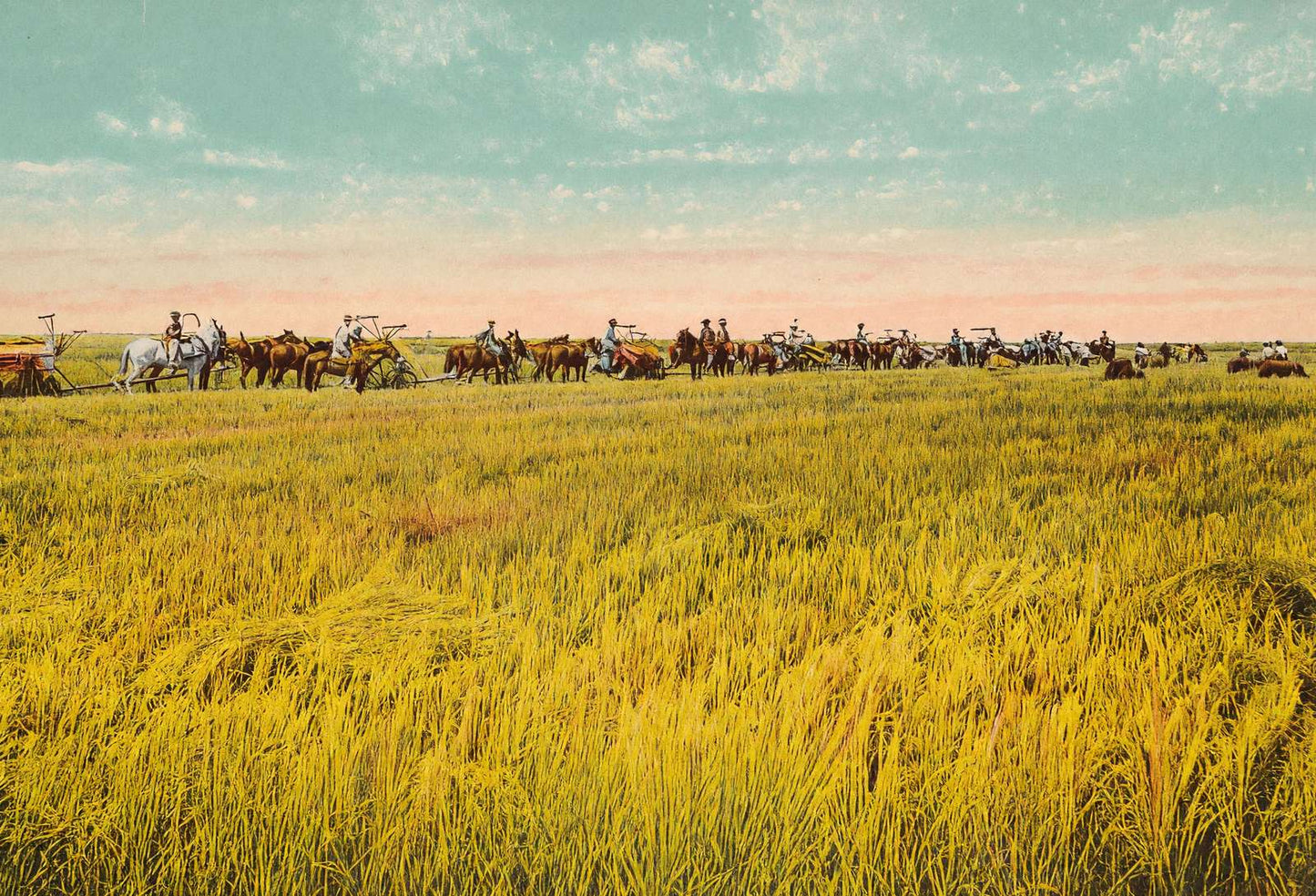 Rice Farm Beaumont in 1907 Vintage Print (7 Sizes) - Premium Print