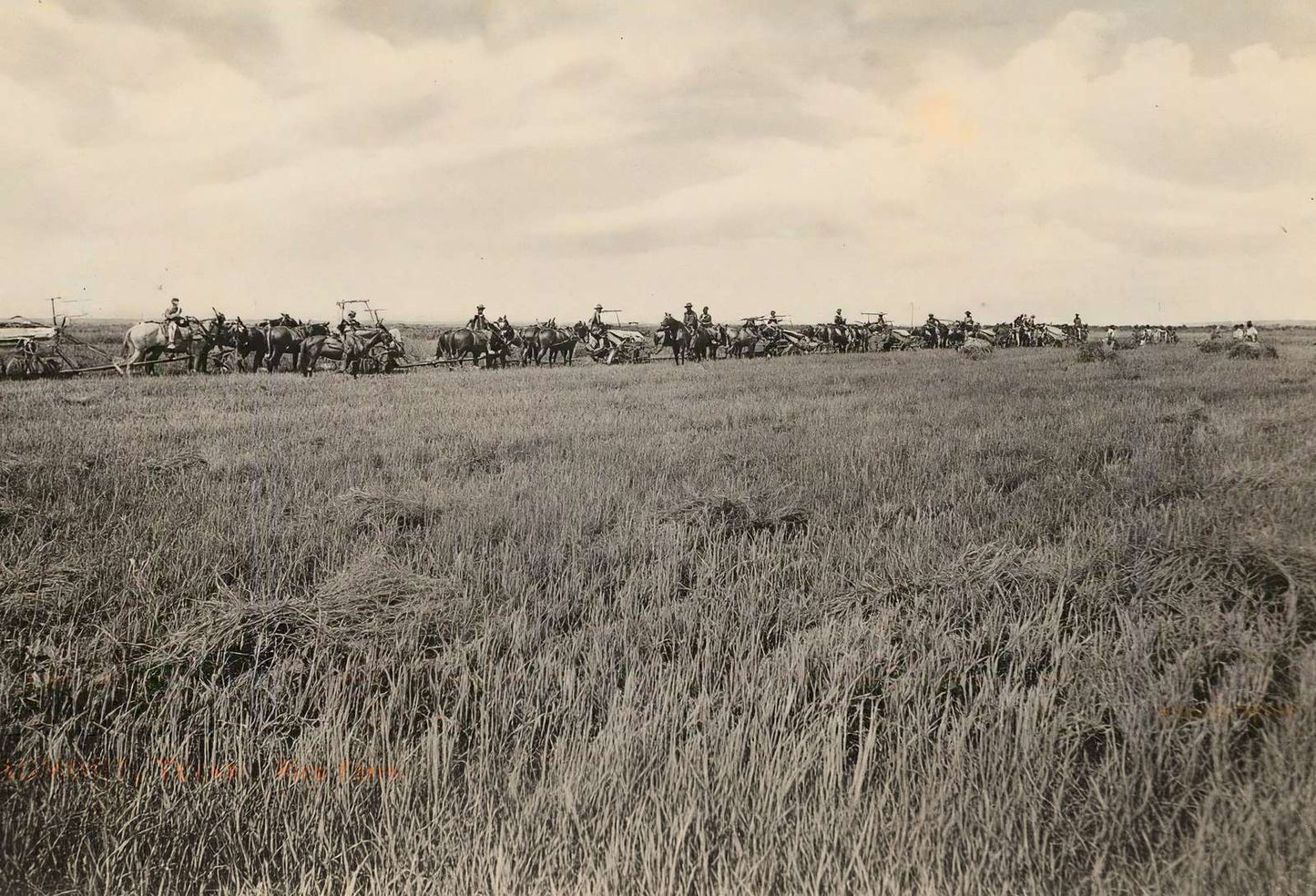 Rice Farm Beaumont in 1907 Vintage Print (7 Sizes) - Premium Quality