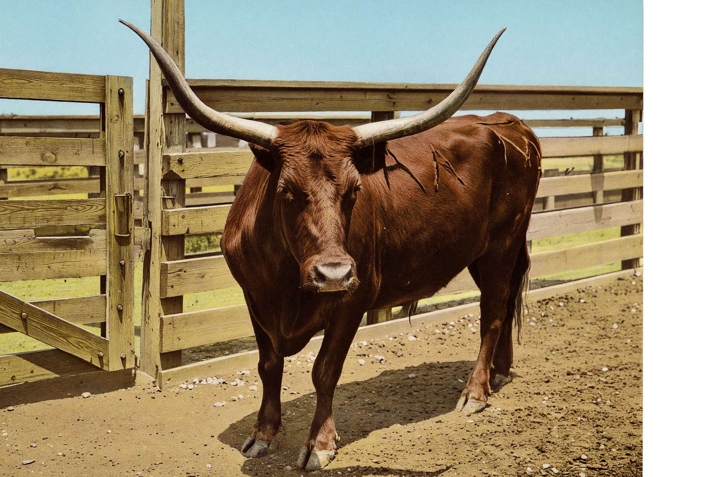 Texas Steer in 1906 Vintage Print (7 Sizes) - Reproduction
