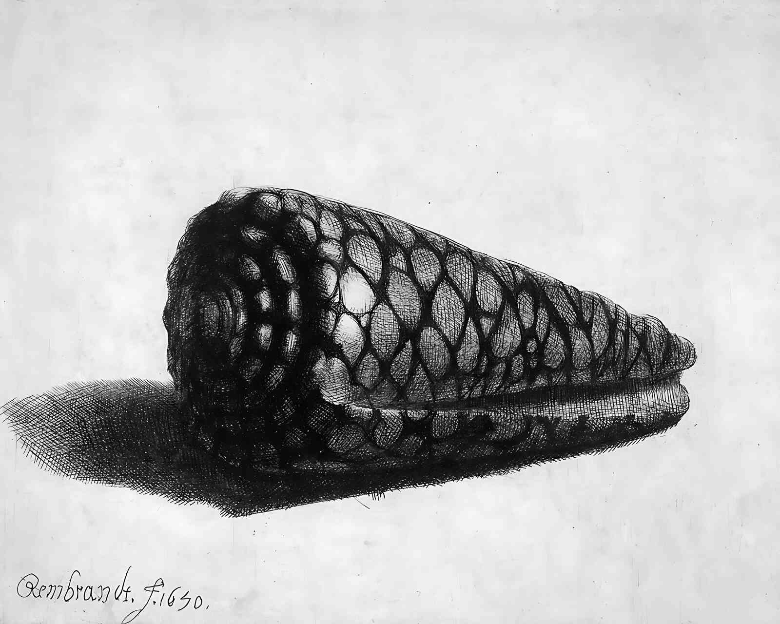 The Shell (Conus Marmoreus) Painting by Rembrandt 8x10" Art Print (High Quality)