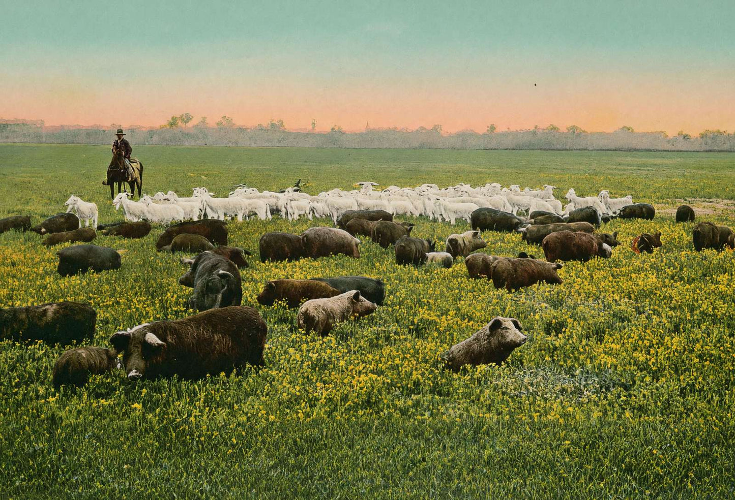 Thousand Acre Alfalfa Field in 1906 Vintage Print (7 Sizes) - Premium Print