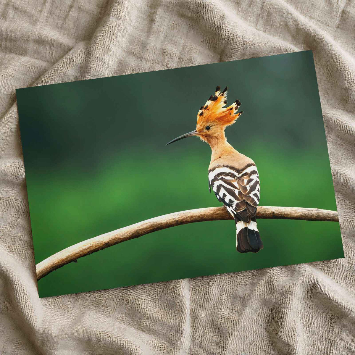 Bird with Orange Feathers Sitting on Branch Photo Wall Art (7 Sizes) - Frameable