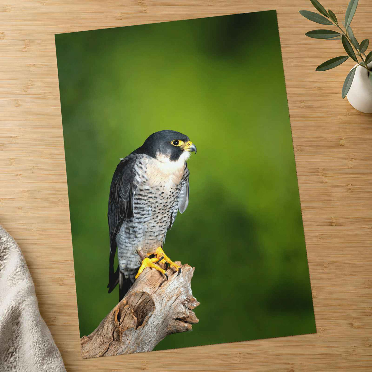 Beautiful Peregrine Falcon Photo Wall Art (7 Sizes) - Crisp Detail