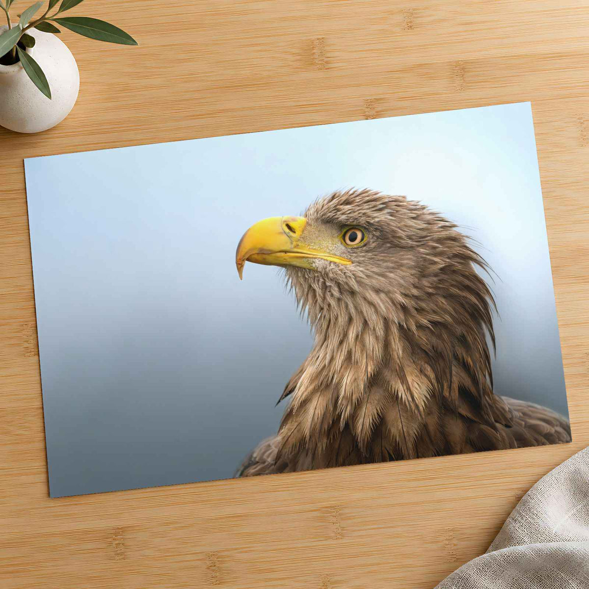 White-Tailed Eagle Photographic Art Print (7 Sizes) - Crisp Detail
