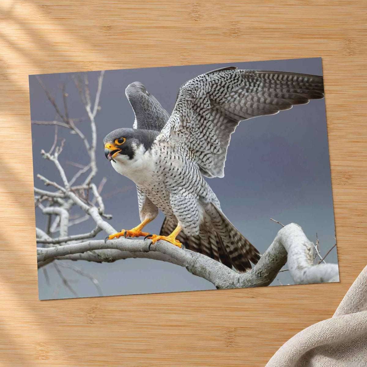 Peregrine Falcon on Branch Photography Print (5 Sizes) - Frameable