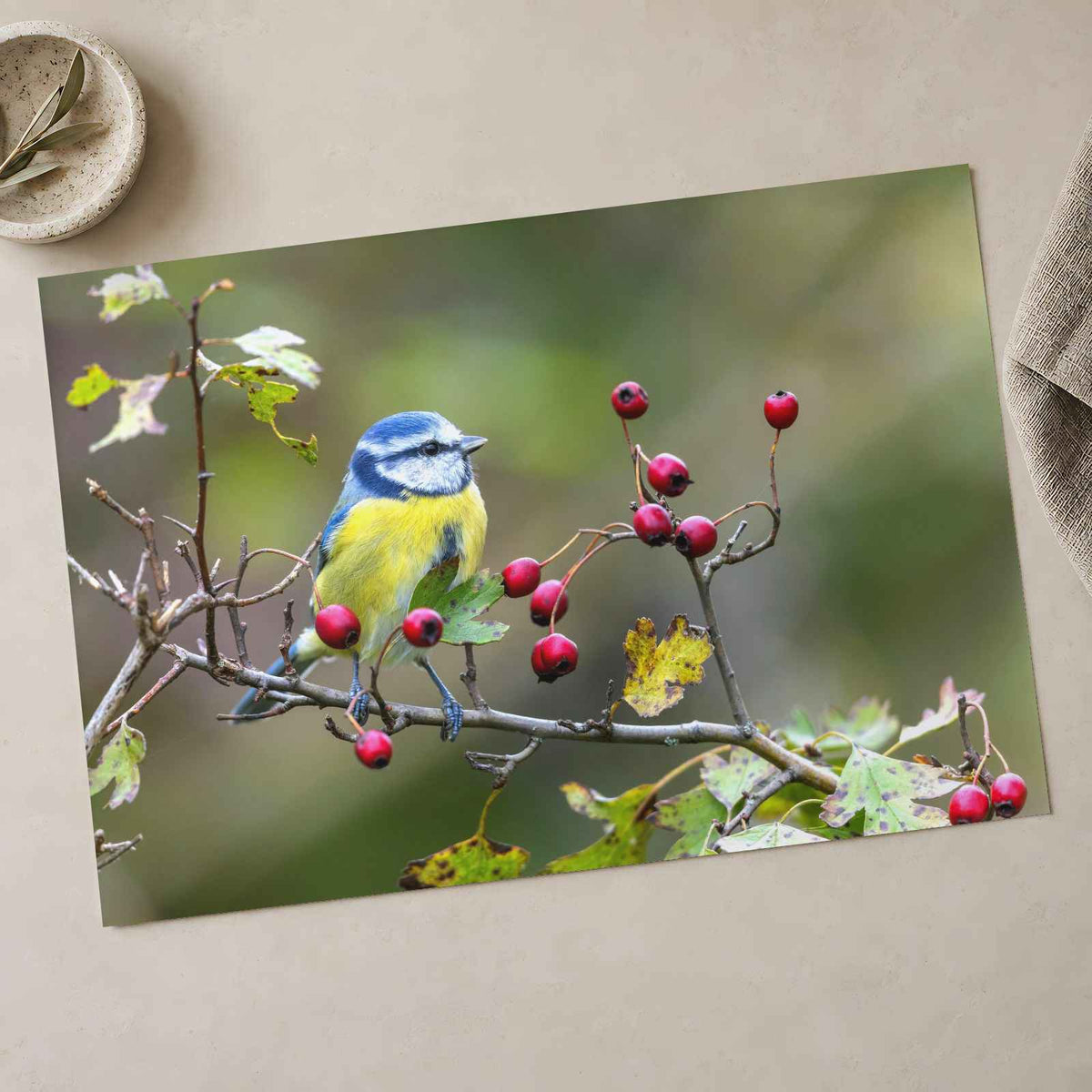 Eurasian Blue Tit with Berries Photo Wall Print (7 Sizes) - Ready to Frame