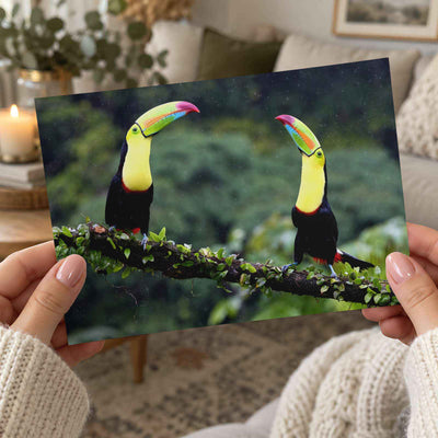 Two Toucans Sitting on Branch in Rain Photo Print (7 Sizes) - Crisp Detail