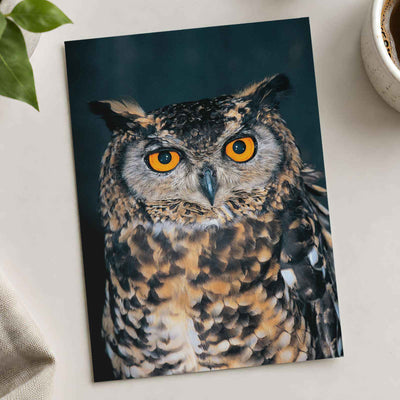 Close Up of Owl with Orange Eyes Photo Print (7 Sizes) - Frameable