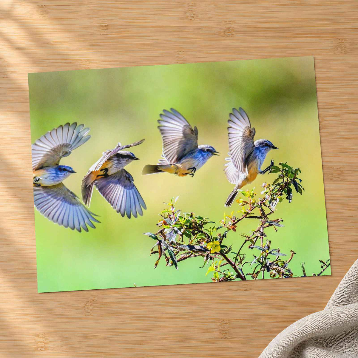 Multiple Exposure Vermillion Flycatcher Photo Wall Art (5 Sizes) - High Quality