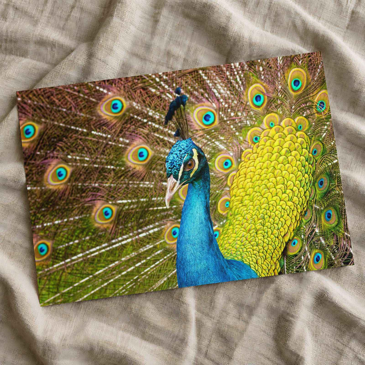 Close Up of Peacock with Its Feathers Open Photographic Art Print (7 Sizes)