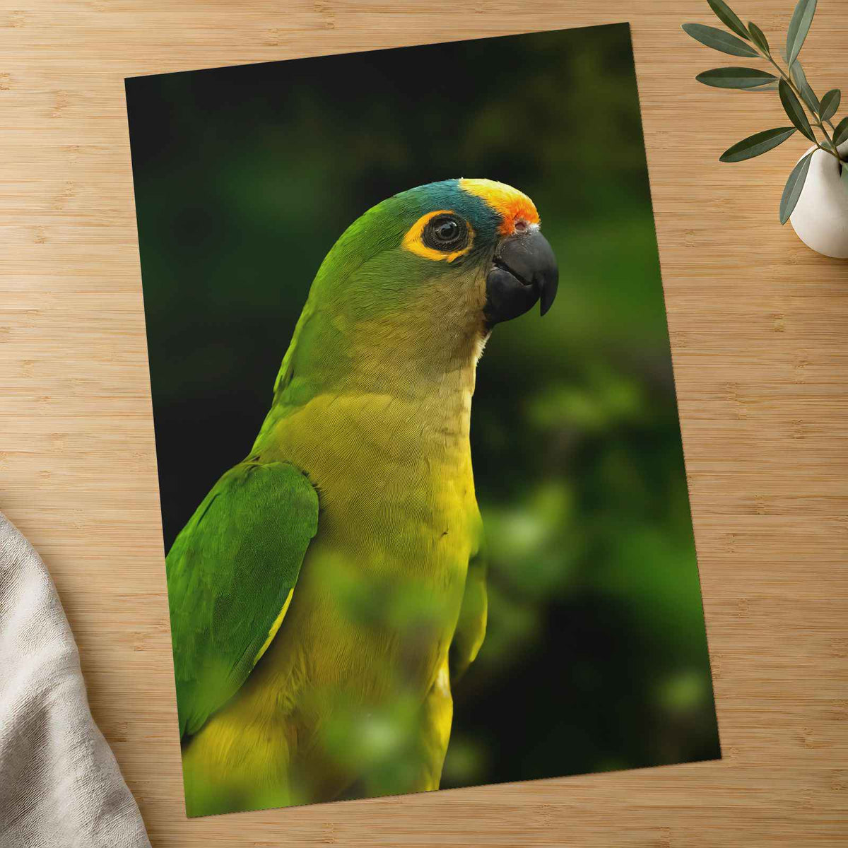 Green Parrot with Yellow and Orange Head Photography Print (7 Sizes) - Frameable