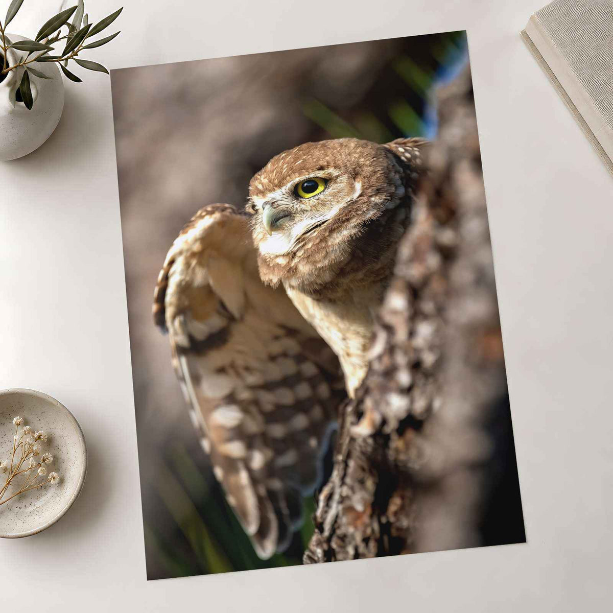 Burrowing Owl in Cape Coral, Florida Photo Wall Art (7 Sizes) - Premium Quality