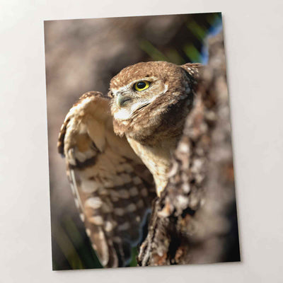 Burrowing Owl in Cape Coral, Florida Photo Wall Art (7 Sizes) - Premium Quality