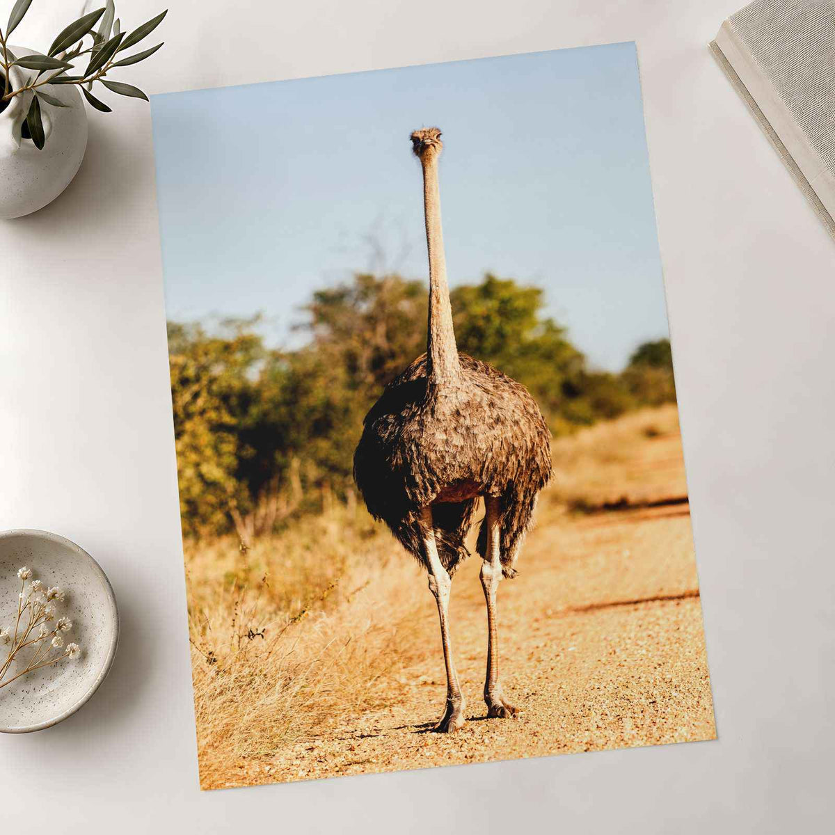 Ostrich Walking Down a Dirt Road Photography Print (7 Sizes) - Printed in USA