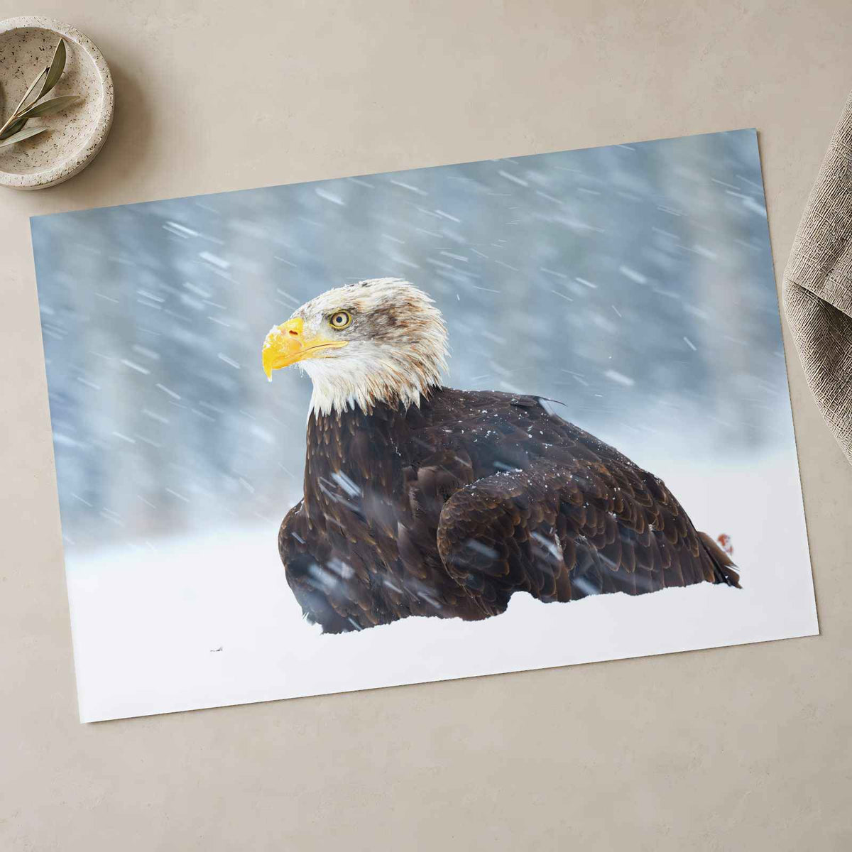 Bald Eagle Sitting in Snow Photography Print (7 Sizes) - Heavyweight