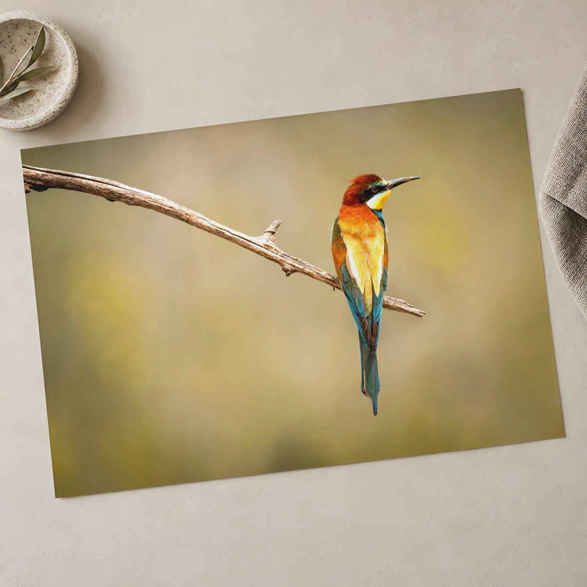Colorful Bee Eater Bird Perched on Branch Photo Print (7 Sizes) - Shipped Flat