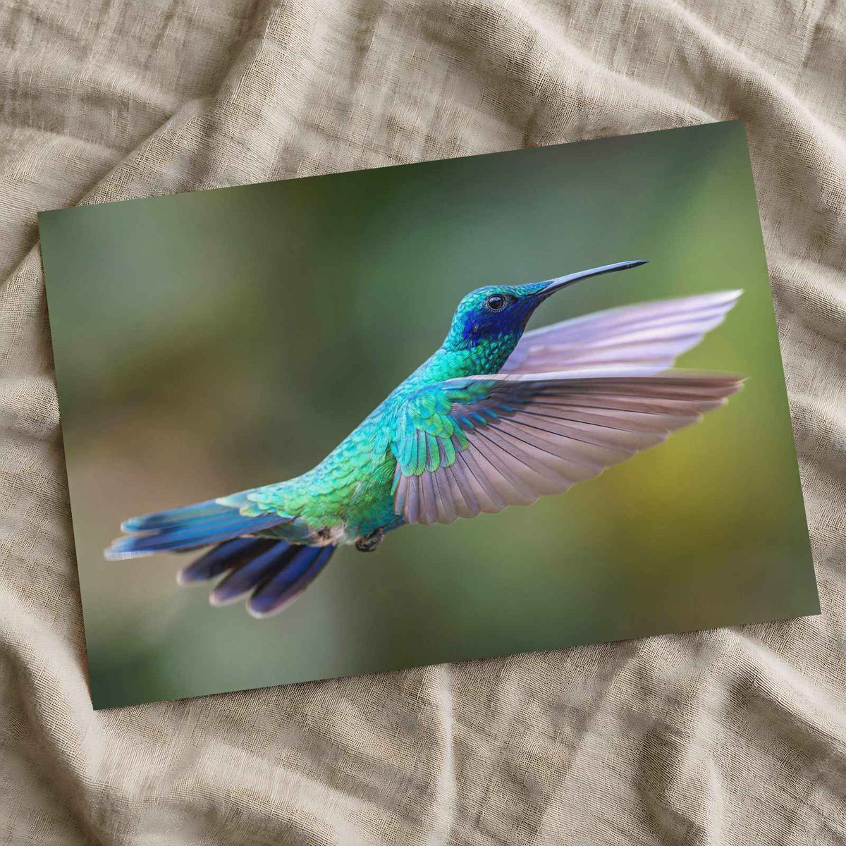 Hummingbird Flying with Its Wings Spread Photo Wall Art (7 Sizes) - Satin Luster