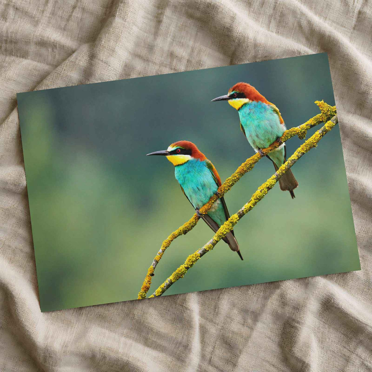 Two Colorful European Bee-Eaters Photography Print (7 Sizes) - High Quality