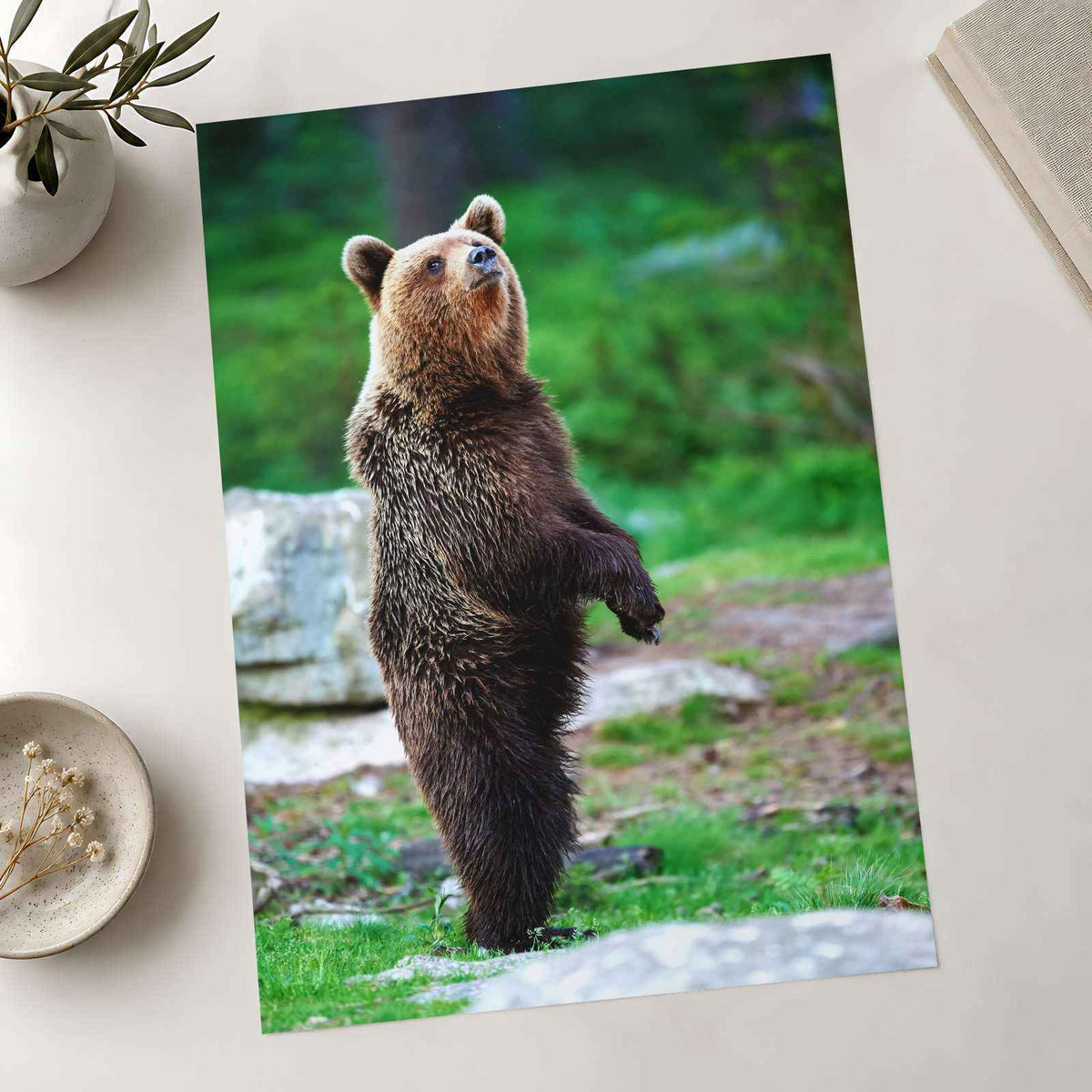 Young Brown Bear Standing Photography Print (7 Sizes) - Ready to Frame