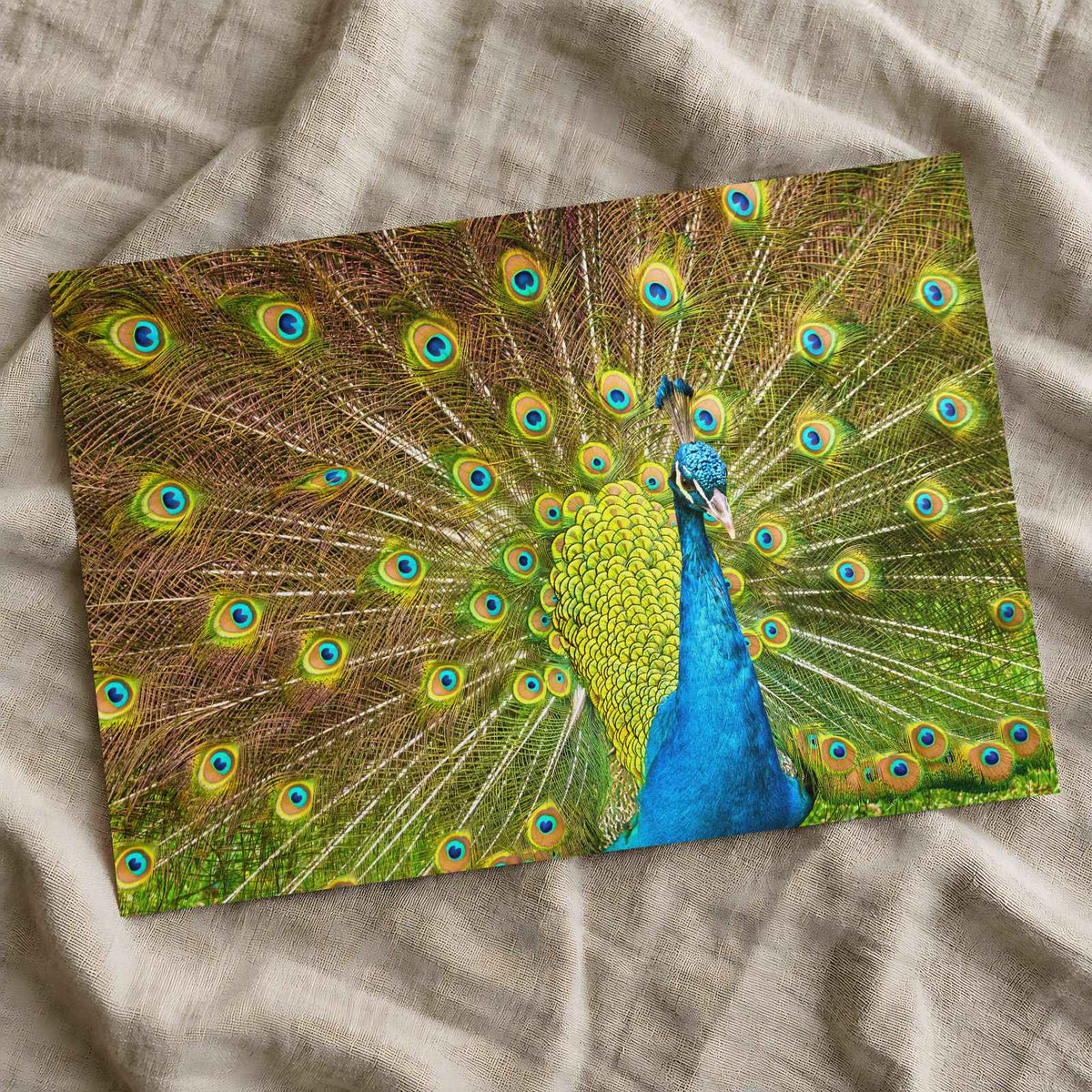 Peacock with Its Feathers Spread Out Photo Print (7 Sizes) - Frameable