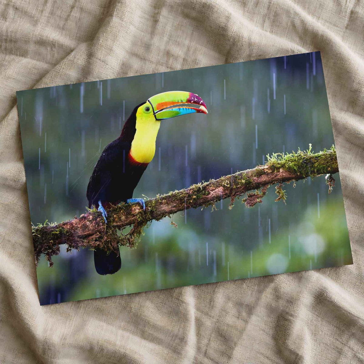 Toucan Sitting on Branch in Rain Photographic Art Print (7 Sizes)