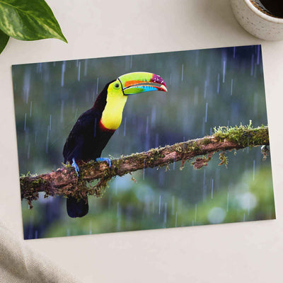 Toucan Sitting on Branch in Rain Photographic Art Print (7 Sizes)