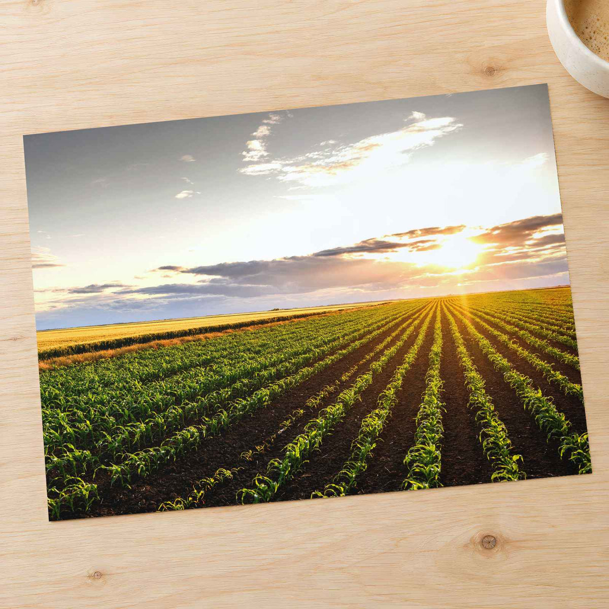 Open Corn Field at Sunset Photography Print (4 Sizes) - Premium Quality