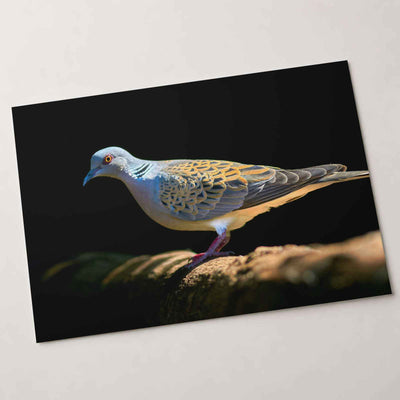 White and Gray Bird Pigeon on Log Photographic Art Print (7 Sizes) - Heavyweight
