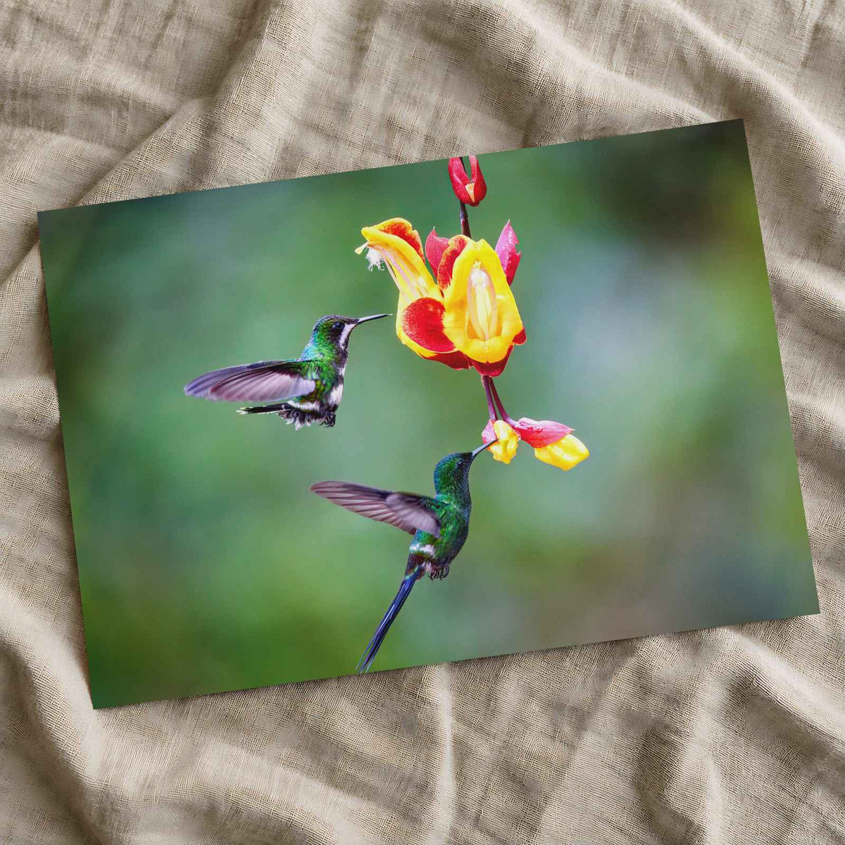 Two Hummingbirds Feeding Photographic Art Print (7 Sizes) - Frameable