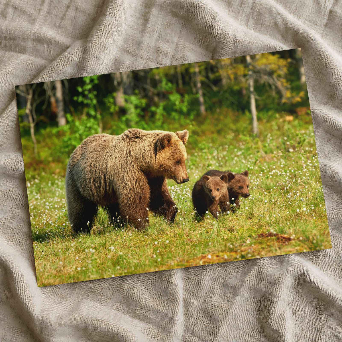 Mother Bear Walking in with Its Small Cubs Photo Wall Art (7 Sizes) - Frameable