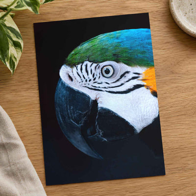 Close Up of Colorful Macaw Parrot Photography Print (7 Sizes) - Premium Quality
