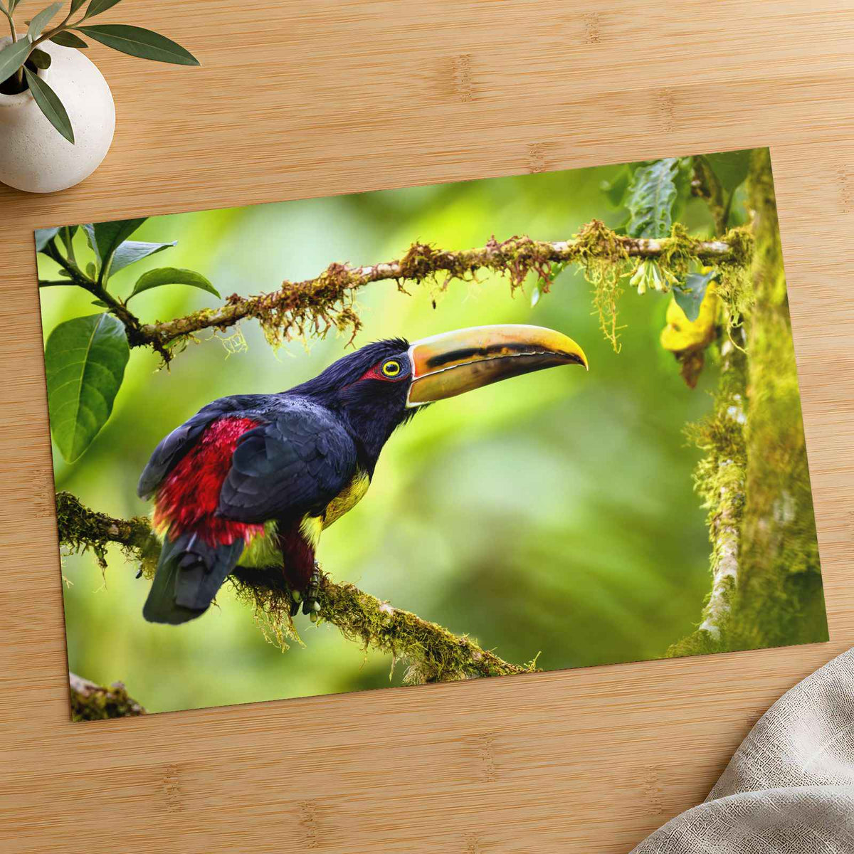 Toucan Perched on Tree Branch Photographic Art Print (7 Sizes) - Printed in USA